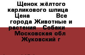 Щенок жёлтого карликового шпица  › Цена ­ 50 000 - Все города Животные и растения » Собаки   . Московская обл.,Жуковский г.